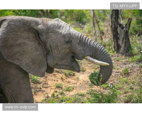 《齿轮与智慧的较量挑战赛：挖矿游戏中的思维与技巧对决》